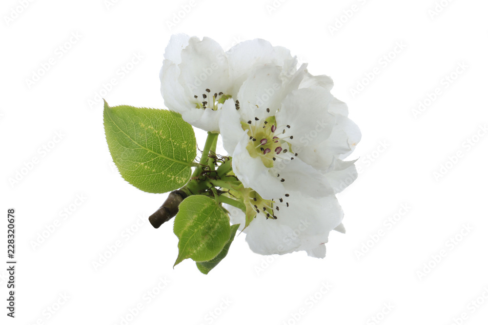 Fototapeta premium flowers of apple isolated on white