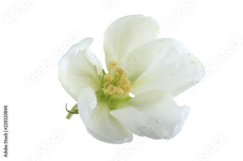 white flower of apple isolated on white background