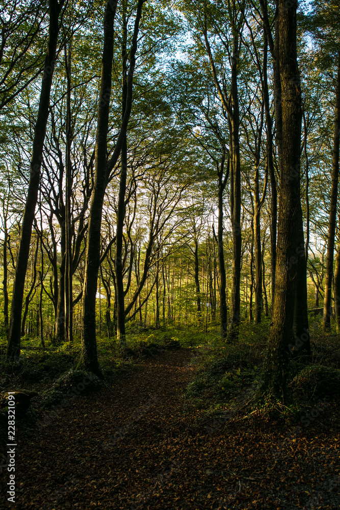 Naklejka premium Landscape Woods Ireland