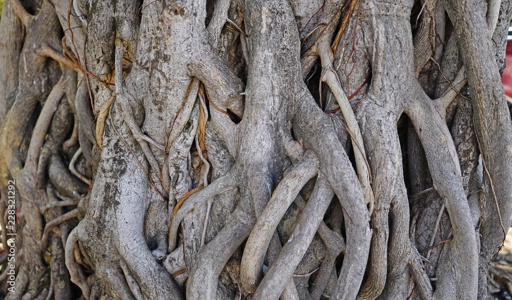 roots root tree nature background old wood giant brown garden
roots root tree nature background old wood giant brown garden