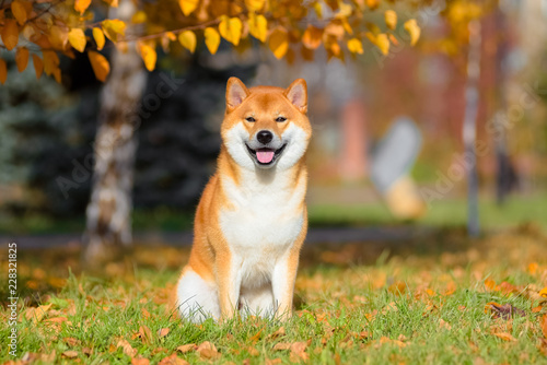 Dog breed Shiba inu in the autumn Park sits under a birch tree.  photo