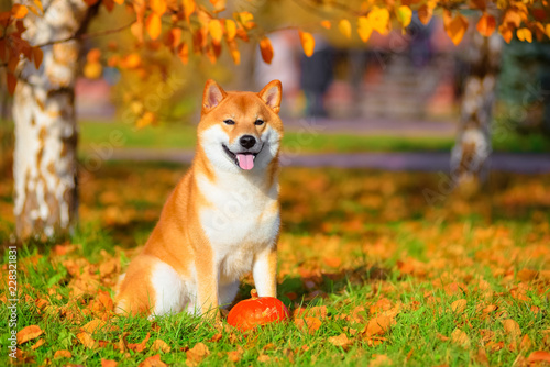 Dog breed Shiba inu in the autumn Park sits under a birch tree. with pumpkin. photo