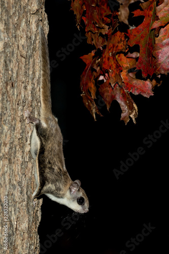 Southern Flying Squirrel with fall colors taken in southern MN in the wild