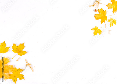 Autumn leaf on white background  top view