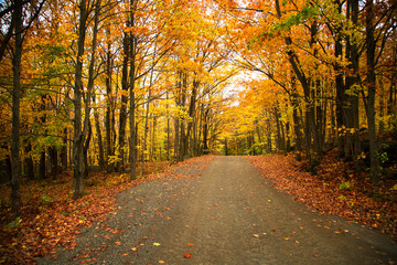 Yellow trees over a rural road