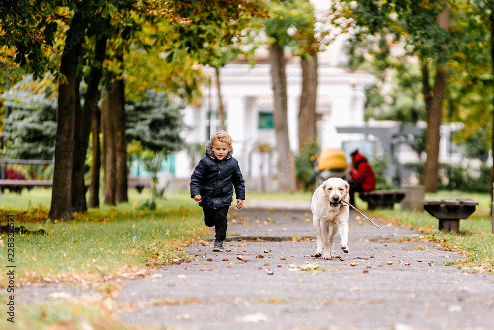 Little boy plays, runs with his dog Labrador in the park in autumn Little boy plays, runs with his dog Labrador in the park in autumn