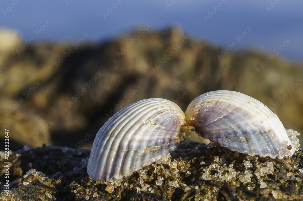 Two halves of a seashell hold together at the Baltic Sea beach Two halves of a seashell hold together at the Baltic Sea beach