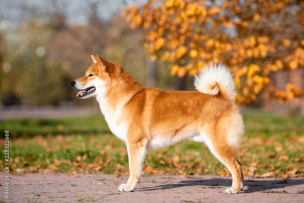 Dog breed Shiba inu in the autumn Park is under the birch.