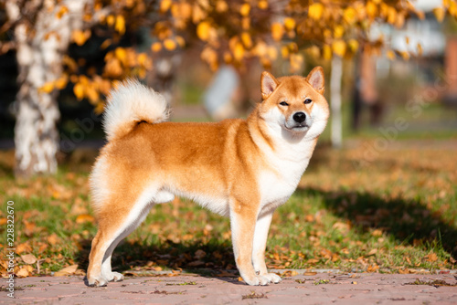 Fotografía Dog breed Shiba inu in the autumn Park is under the birch.
