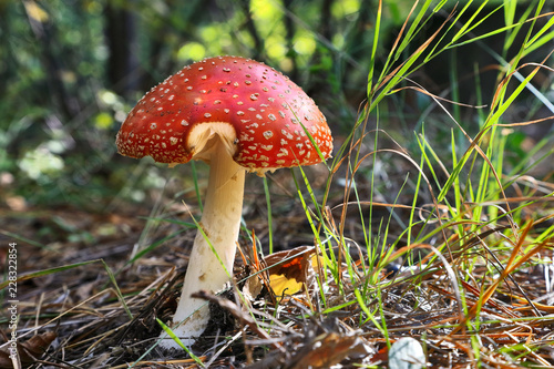 Amanita poisonous mushroom grows in the forest.