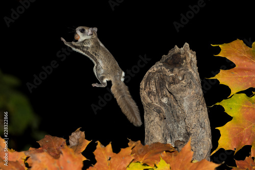 Southern Flying Squirrel with fall colors taken in southern MN in the wild photo