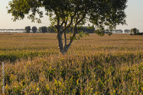 Agriculture de la baie St Michel photo