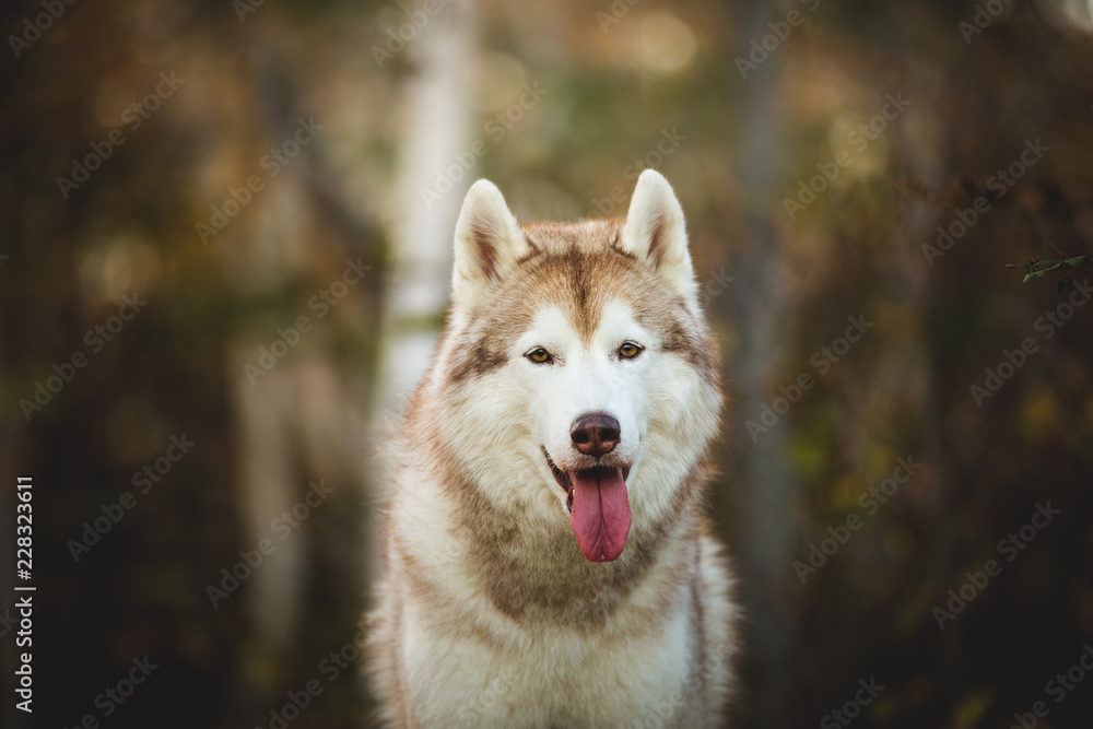 Close-up Portrait of adorable Siberian Husky dog sitting in the enchanting fall forest
