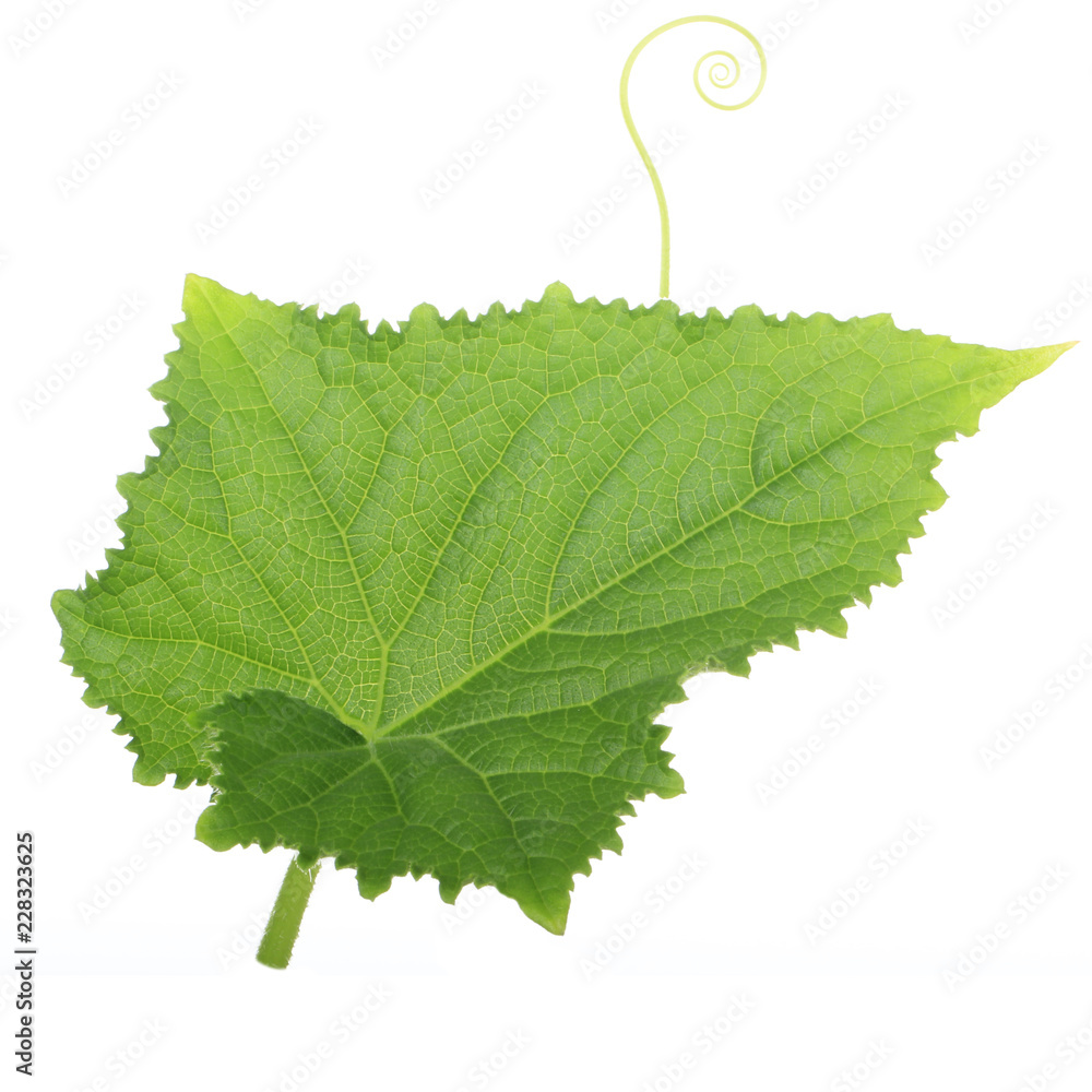 green fresh leaf of cucumber isolated green fresh leaf of cucumber isolated