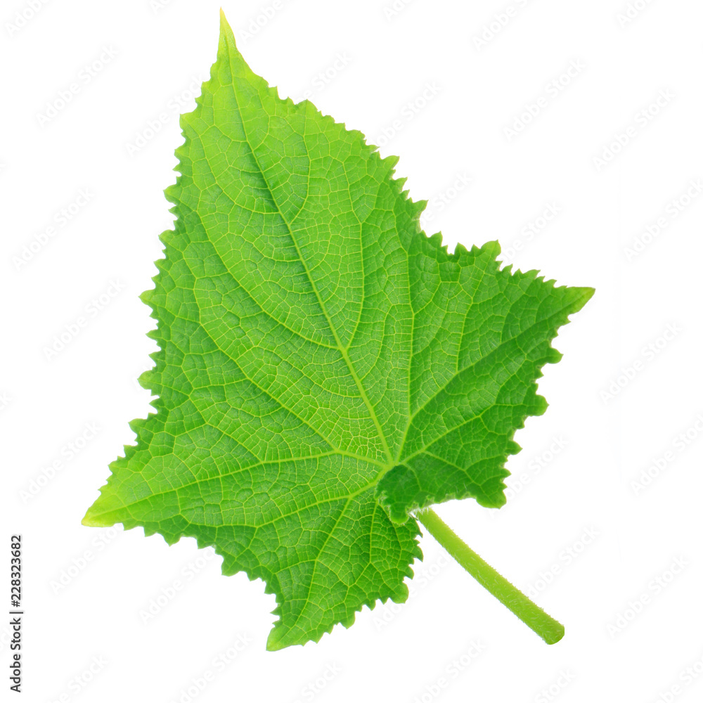 green fresh leaf of cucumber isolated green fresh leaf of cucumber isolated