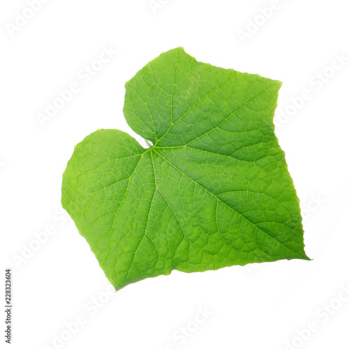 green fresh leaf of cucumber isolated