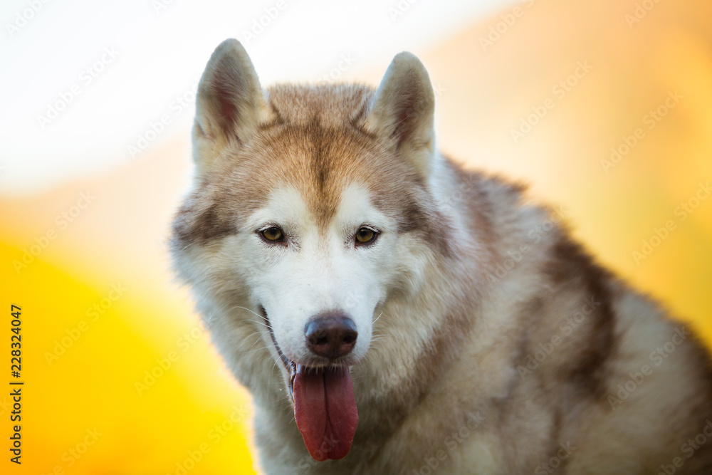 Close-up Portrait of cute Beige and white dog breed Siberian Husky sitting in autumn on a bright forest background.