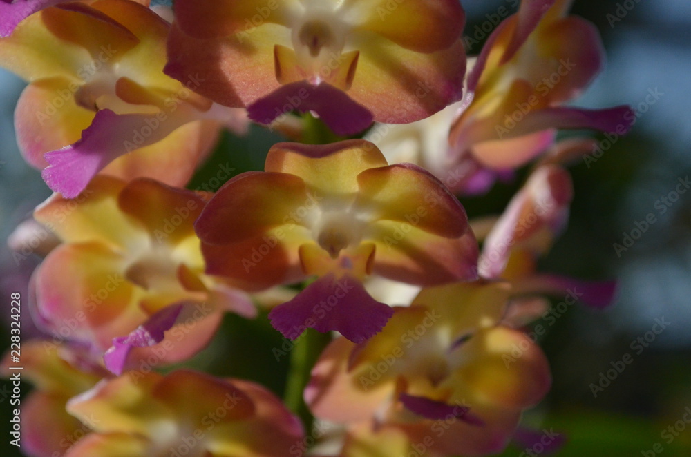 Flower in Garden