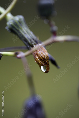 Fototapeta Naklejka Na Ścianę i Meble -  pissenlits