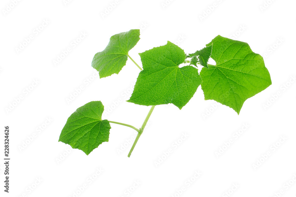 brunch of cucumber with leaves isolated on white brunch of cucumber with leaves isolated on white