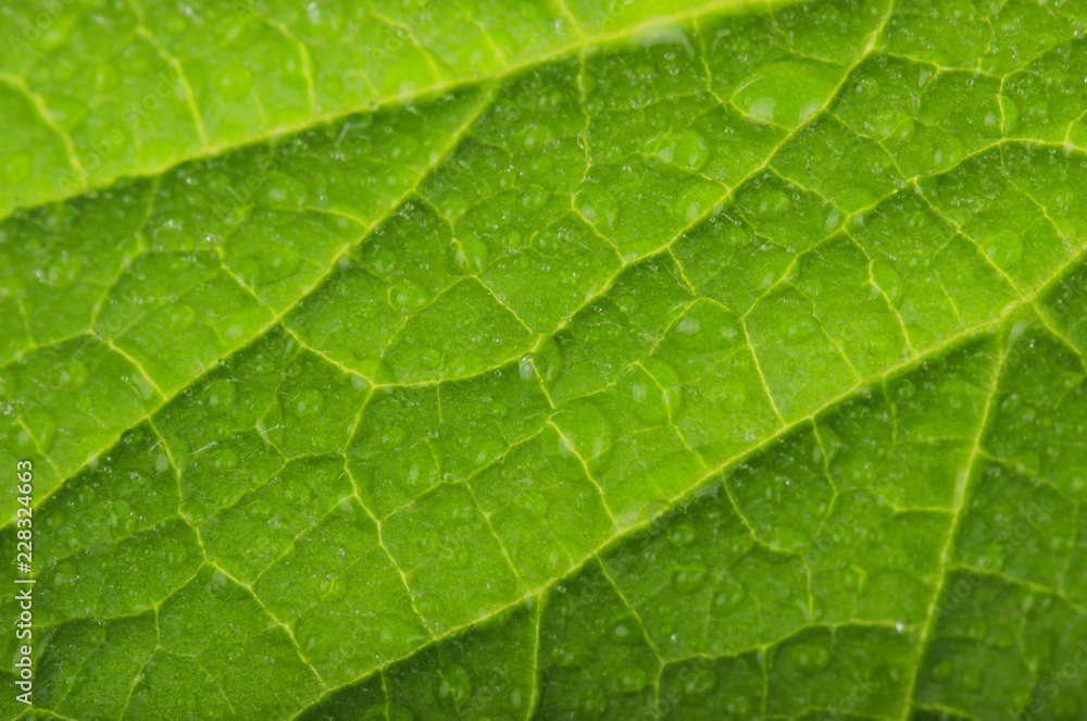 fresh leaf of cucumber background fresh leaf of cucumber background