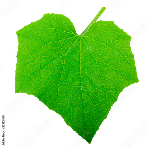 green fresh leaf of cucumber isolated