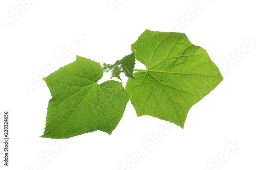 green fresh leaves of cucumber isolated