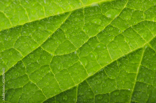 fresh leaf of cucumber background
