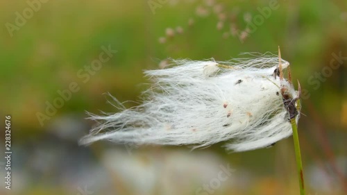 Nordic landscape green grass and cotton-grass flowing in the wind slow motion photo