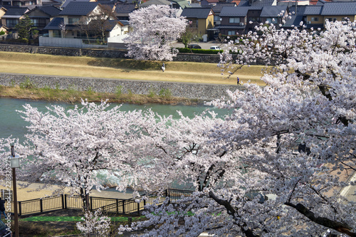 金沢・犀川のお花見