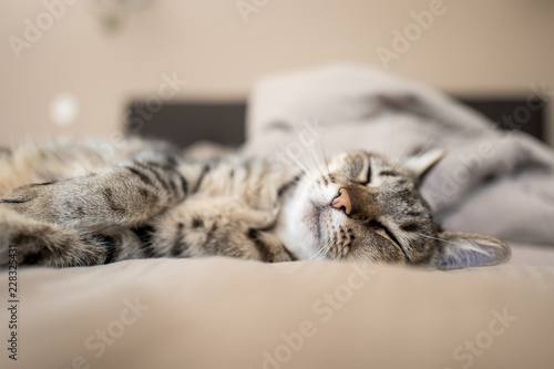 Fototapeta chat sieste sur le lit