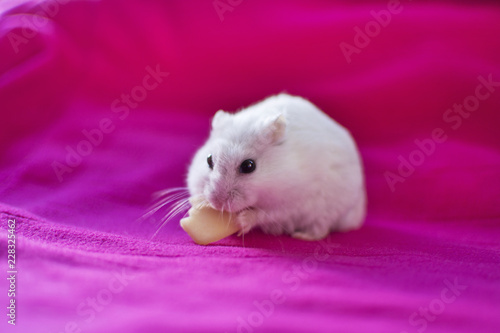A hamster eating, isolated on pink background.