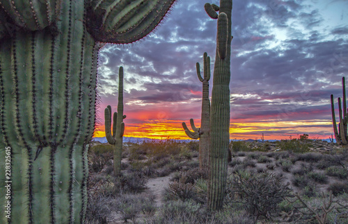 Beautiful Arizona sunset with saguaro cactus in background near Scottsdale AZ