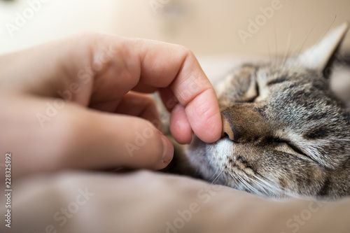 Fototapeta Naklejka Na Ścianę i Meble -  chat sur le lit

