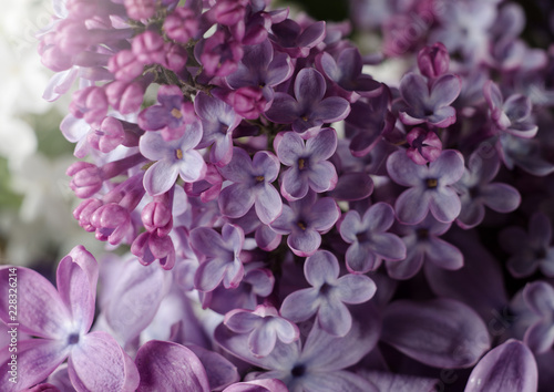 Lilac flowers. Purple spring flowers. Floral background © Hanna Aibetova