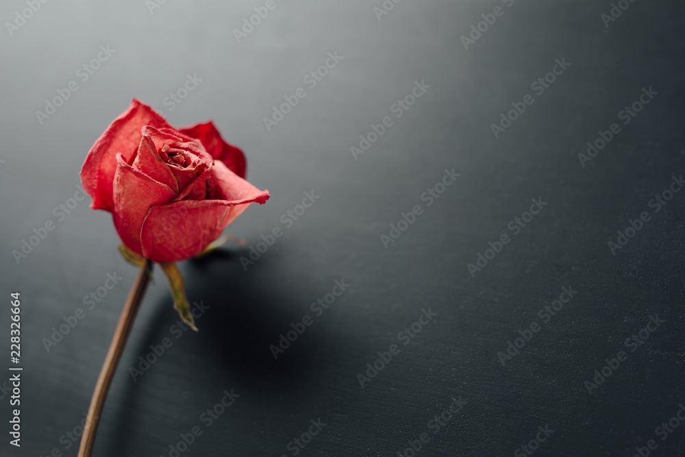 Fototapeta premium sucha czerwona róża na czarnym tle