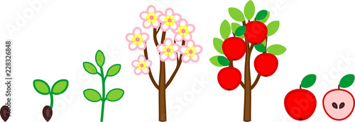 Life cycle of apple tree. Plant growth stage from seed to tree with fruits