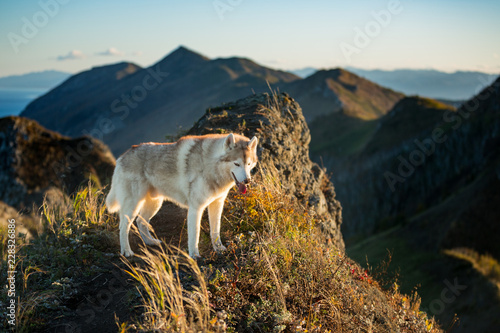 Portrait of beautiful dog breed siberian husky standing on the hill on the sea and mountans background in autumn