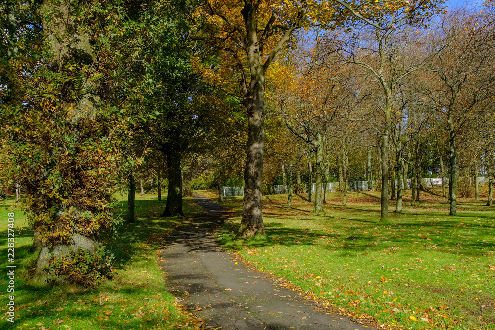 Dense Autumnal Trees & Woodland in Bellahouston Park Glasgow