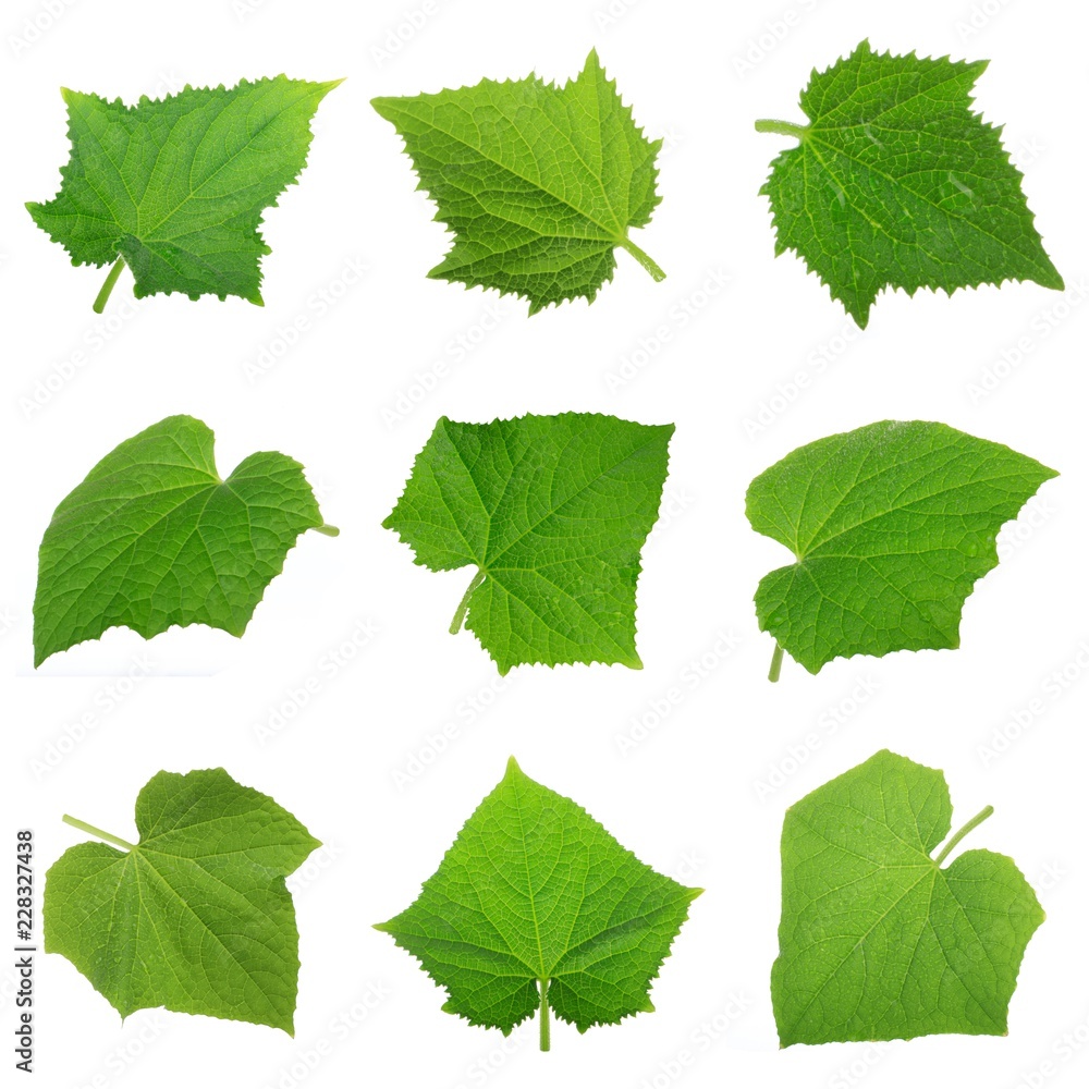 set of leaves of cucumber isolated on white background set of leaves of cucumber isolated on white background