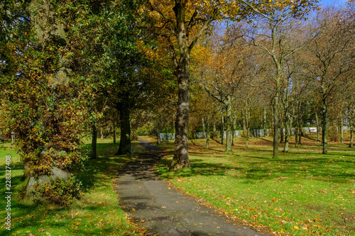 Dense Autumnal Trees   Woodland in Bellahouston Park Glasgow