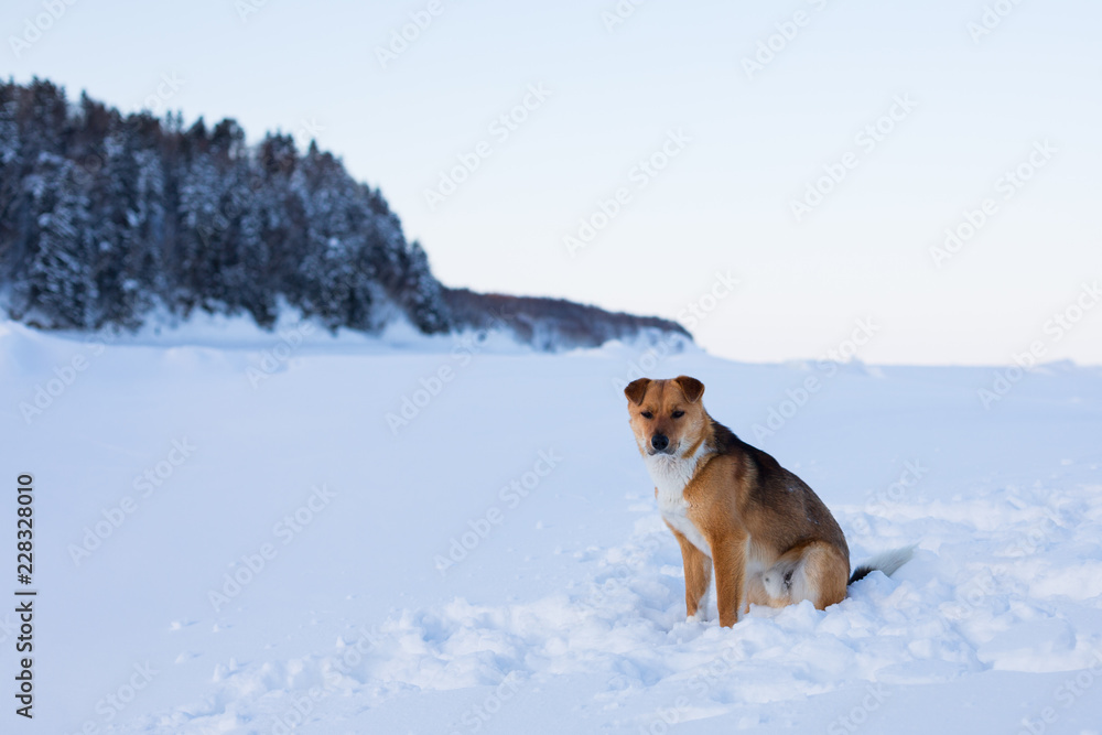 Portrait of lovely mongrel dog sitting on the ice floe of the frozen sea. Profile portrait of beautiful red non pedigreed dog is on the snow and forest background Portrait of lovely mongrel dog sitting on the ice floe of the frozen sea. Profile portrait of beautiful red non pedigreed dog is on the snow and forest background