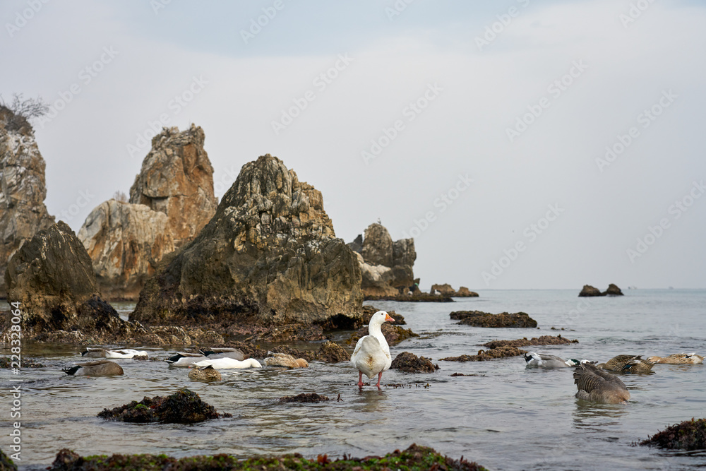 Duck and geese resting at Chuam Beach in Gangwon-do, Korea