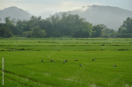 bittern bird hunting for shellfish on paddy field in morning © pedphoto36pm