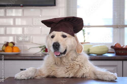 Golden retriever chefdogcooker in cook cap standing behind the table without food. 