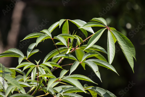Yong leaf of Blackboard Tree