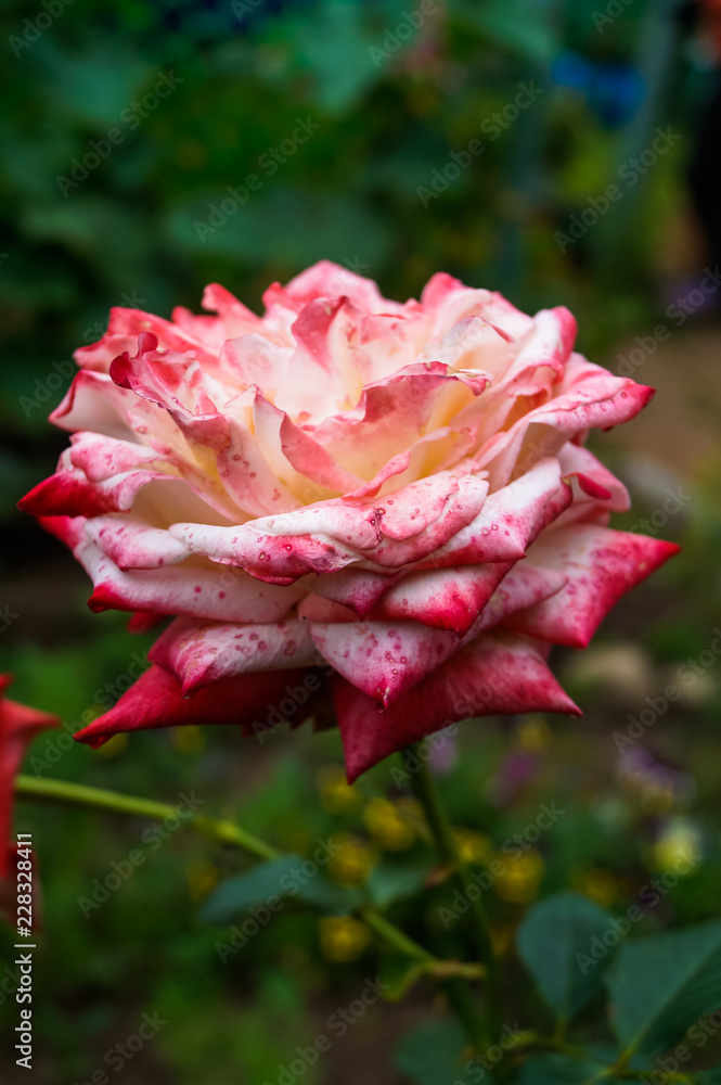 gorgeous red flower bud