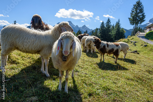 Schafe auf dem Kranzberg in Mittenwald, Bayern photo