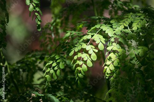 Horse radish tree