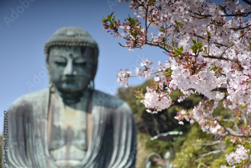 Sakura with Giant Buddha in Background, Kamakura, Japan